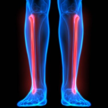 İnsan Vücut Kemiği Eklem Ağrısı (ayak eklemleri ve kemikler). 3D - Görüntü