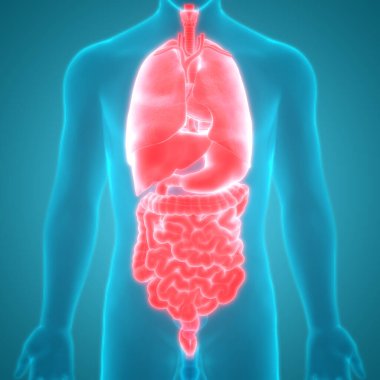 İnsan Sindirim Sistemi Anatomisi (İnce Bağırsaklı Mide). 3d