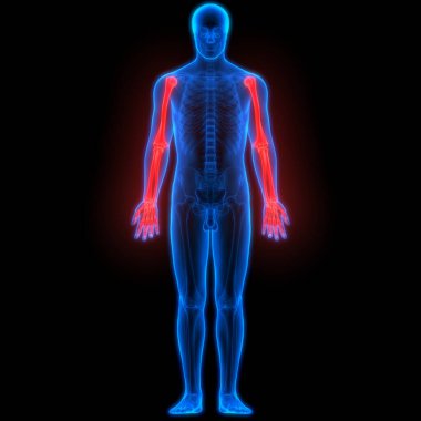 İnsan iskelet sistemi el eklemleri anatomisi. 3D - Görüntü