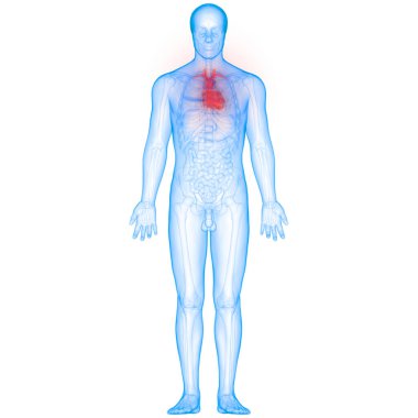 İnsan Kalbi Anatomisi. 3D - Görüntü