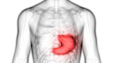 İnsan Sindirim Sistemi (Mide Anatomisi). 3D - Görüntü