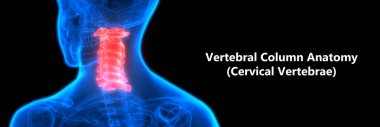 Omurilik insan iskeleti anatomisinin bir parçasıdır (boyun omuru). 3D - Görüntü
