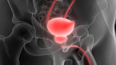 İnsan İdrar Sistemi Böbrekleri Anatomisi. Üç Boyut