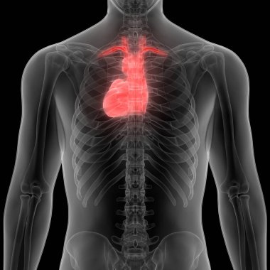 İnsan Kalbi Anatomisi. 3D - Görüntü