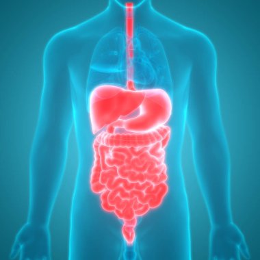 İnsan Sindirim Sistemi Anatomisi (İnce Bağırsaklı Mide). 3d