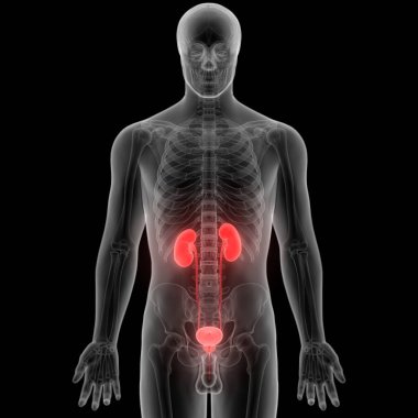 İnsan İdrar Sistemi Böbrekleri Anatomisi. Üç Boyut