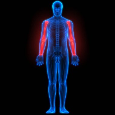 İnsan iskelet sistemi el eklemleri anatomisi. 3D - Görüntü