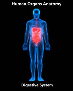 İnsan Sindirim Sistemi İnce bağırsak Anatomisi. 3d 