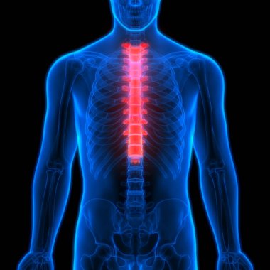 İnsan iskeleti omurga anatomisi (Thoracic Spine). 3D - Görüntü