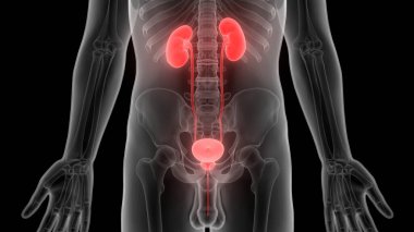 İnsan İdrar Sistemi Böbrekleri Anatomisi. Üç Boyut
