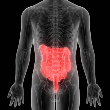 İnsan Sindirim Sistemi Anatomisi (İnce Bağırsaklı Mide). 3d