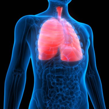 İnsan Solunum Sistemi Akciğerleri Anatomisi. Üç Boyut
