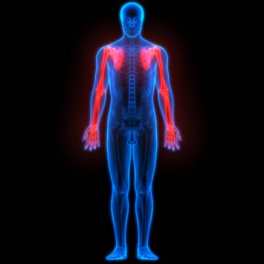 İnsan iskelet sistemi el eklemleri anatomisi. 3D - Görüntü