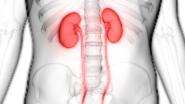 İnsan İdrar Sistemi Böbrekleri Anatomisi. Üç Boyut