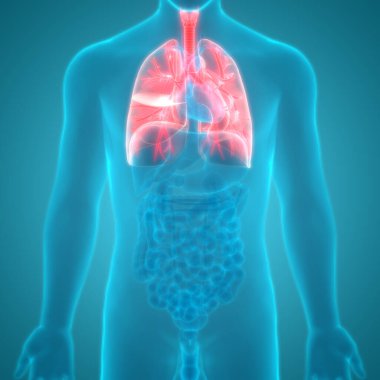 İnsan Solunum Sistemi Akciğerleri Anatomisi. Üç Boyut