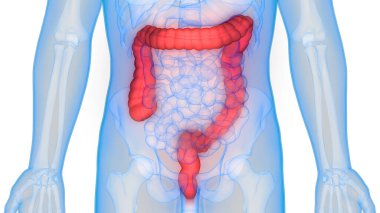 İnsan İç Sindirim Organı Anatomisi. Üç Boyut