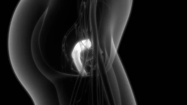Sistema Riproduttivo Femminile Con Sistema Nervoso Vescica Urinaria Illustrazione — Foto Stock