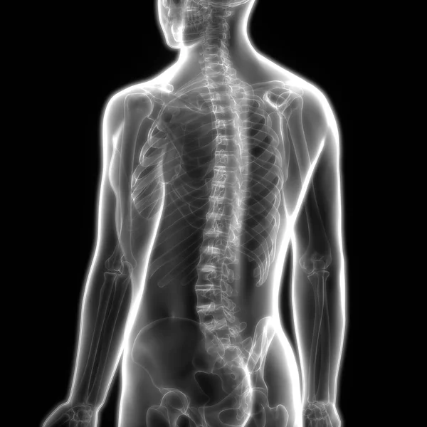 Anatomie Der Menschlichen Skelettwirbelsäule Illustration — Stockfoto