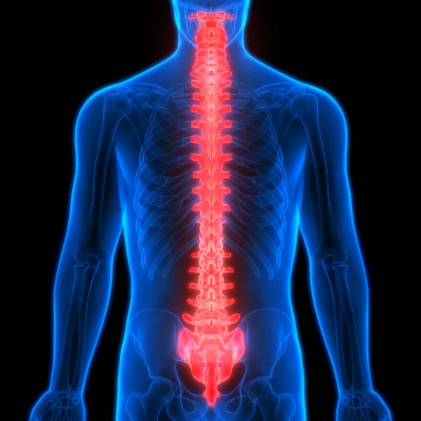 Human Skeleton System Vertebral Column Anatomy Ilustración —  Fotos de Stock