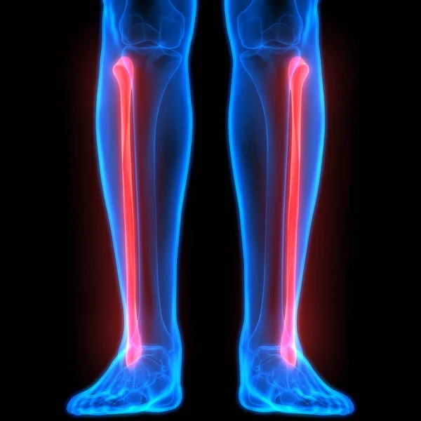 Bolest Kloubů Kostí Lidského Těla Klouby Nohou Kosti Nohou Ilustrace — Stock fotografie