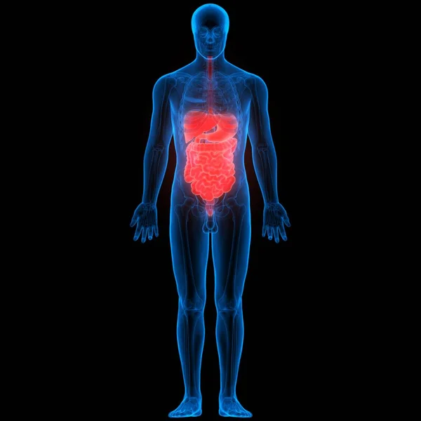 Sistema Digestivo Umano Anatomia Intestinale Grandi Dimensioni — Foto Stock