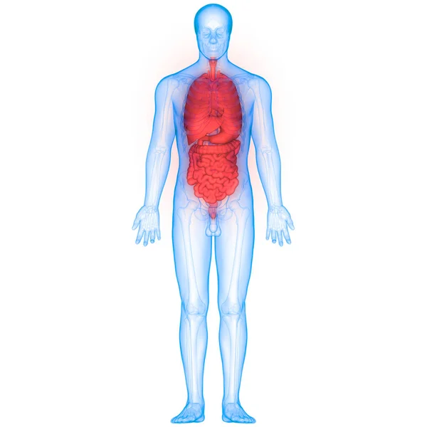 Menselijk Spijsverteringsstelsel Anatomie Maag Met Dunne Darm — Stockfoto