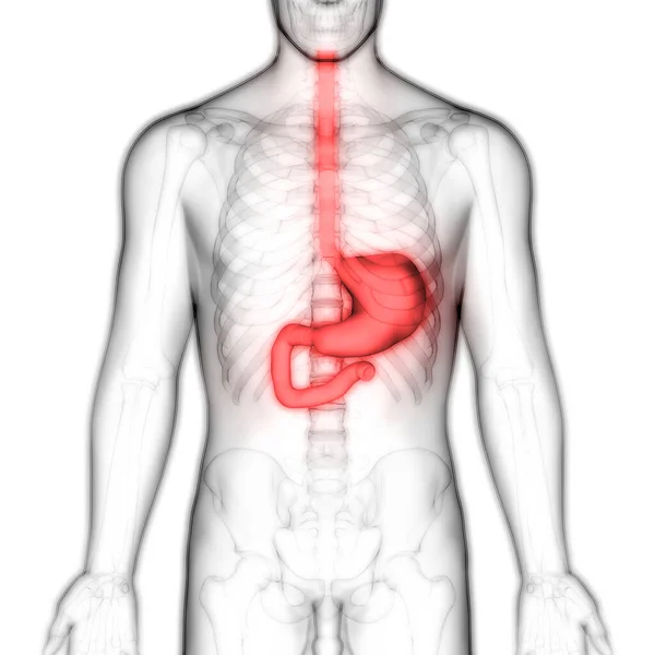 Apparato Digerente Umano Anatomia Dello Stomaco Vista Anteriore — Foto Stock