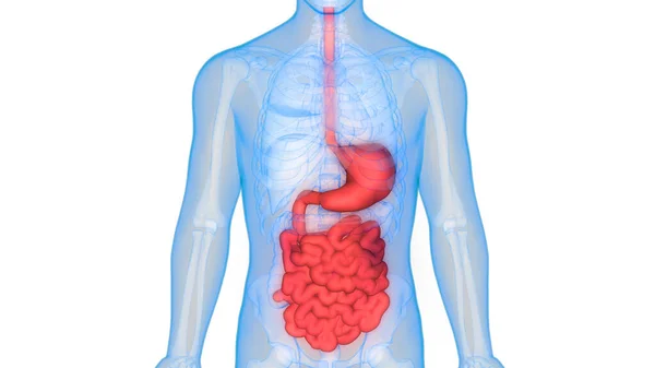 Human Internal Digestive Organ Liver Anatomy Inglés —  Fotos de Stock