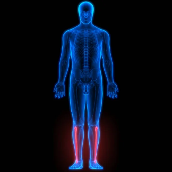 Emberi Test Csont Ízületi Fájdalmak Talp Ízületek Csontok Illusztráció — Stock Fotó
