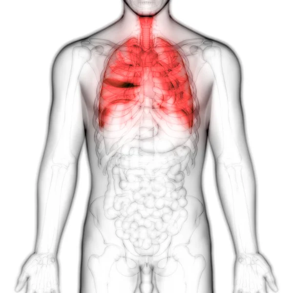 Menselijke Lichaamsorganen Lungs Anatomy Illustratie — Stockfoto