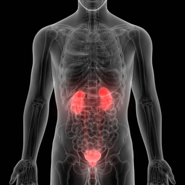 Human Urinary System Kidneys Anatomy. 3D