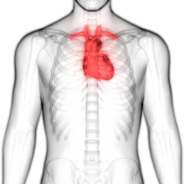 Anatomia Ludzkiego Serca Ilustracja — Zdjęcie stockowe