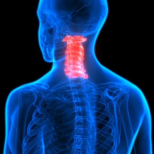 Anatomia Medula Espinal Vértebras Cervicais Ilustração — Fotografia de Stock