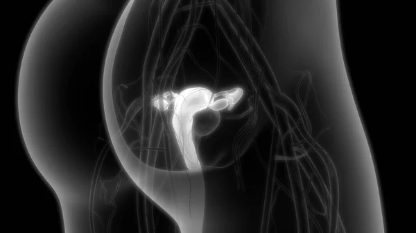 Female Reproductive System with nervous system and urinary bladder. 3D - Illustration