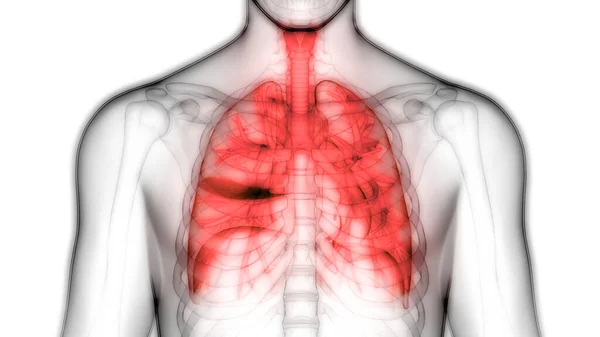 Human Body Organs (Lungs Anatomy). 3D - Illustration