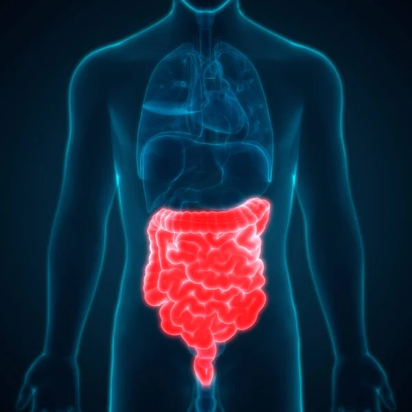Anatomía Del Sistema Digestivo Humano Estómago Con Intestino Delgado — Foto de Stock