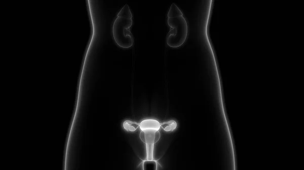Órgãos Corpo Humano Rins Com Bexiga Urinária Ilustração — Fotografia de Stock