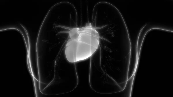 Human Respiratory System Lungs Anatomy — Stock Photo, Image