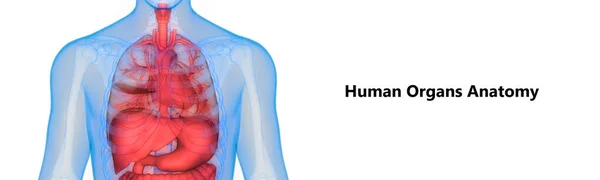 Emberi Belső Emésztőszervi Szervek Máj Anatómia — Stock Fotó