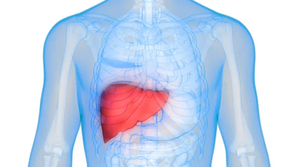 Ludzki Wewnętrzny Organ Trawienny Anatomia Wątroby — Zdjęcie stockowe