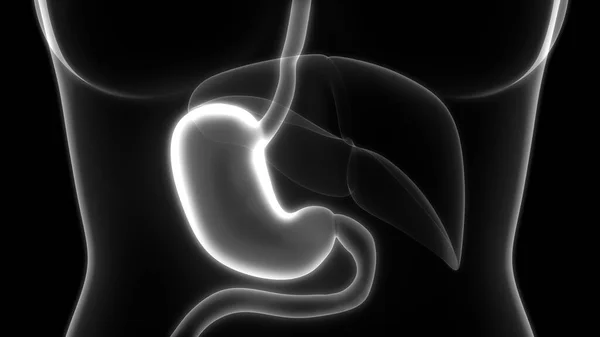 Anatomía Estomacal Del Sistema Digestivo Humano Ilustración — Foto de Stock