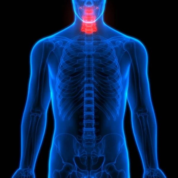 Spinal Cord Part Human Skeleton Anatomy Cervical Vertebrae Illustration — Stock Photo, Image