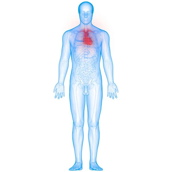 Nsan Kalbi Anatomisi Görüntü — Stok fotoğraf