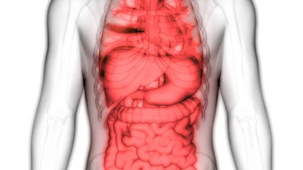 Anatomia Sistema Digestivo Humano Estômago Com Intestino Pequeno — Fotografia de Stock