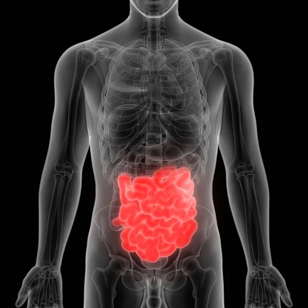 Sistema Digestivo Umano Anatomia Intestinale Grandi Dimensioni — Foto Stock