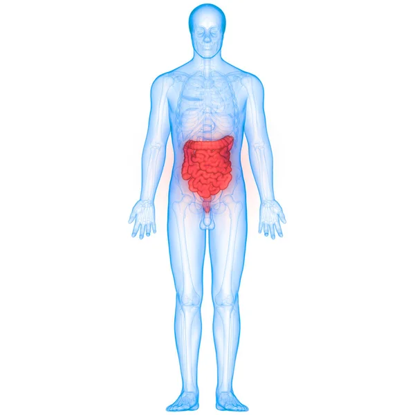 Anatomia Sistema Digestivo Humano Estômago Com Intestino Pequeno — Fotografia de Stock
