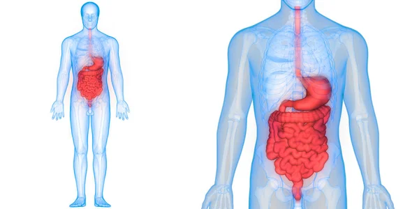 Apparato Digerente Umano Anatomia Stomaco Con Intestino Tenue — Foto Stock