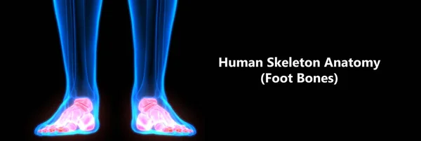 Human Body Bone Joint Pains Anatomy Foot Joints Illustration — ストック写真