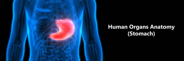 Nsan Sindirim Sistemi Mide Anatomisi Anterior View — Stok fotoğraf