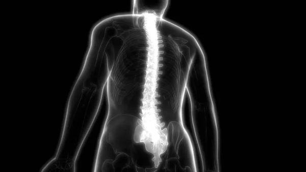 Human Skeleton System Vertebral Column Anatomy Illustration — стокове фото